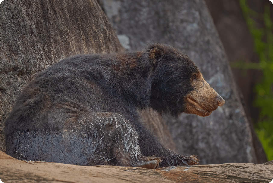 Sloth Bear