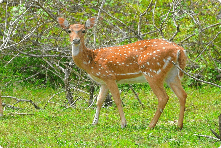 Spotted Deer