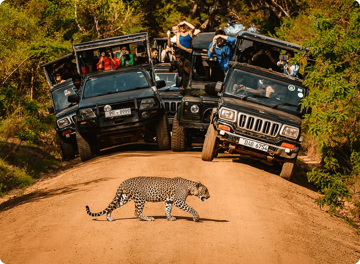 Yala National park Block 1