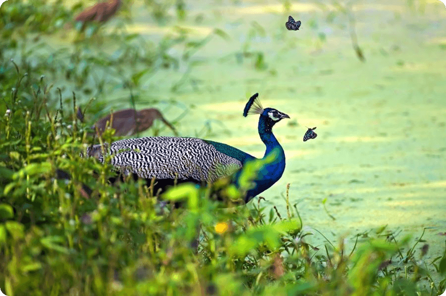 Indian Peafowl