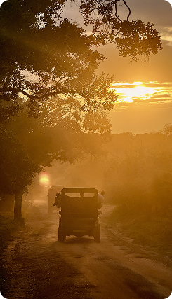 Safari