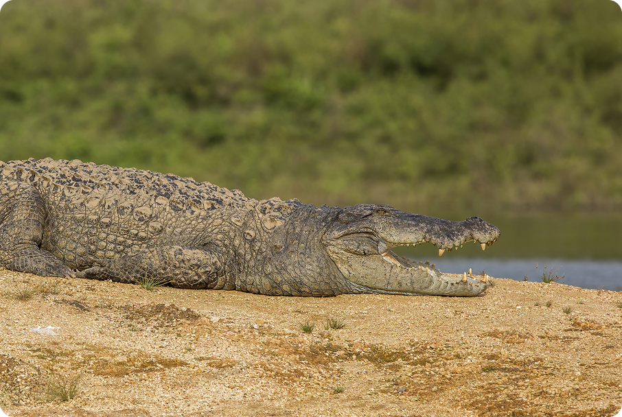 Mugger Crocodile