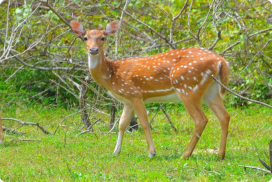 Spotted Deer