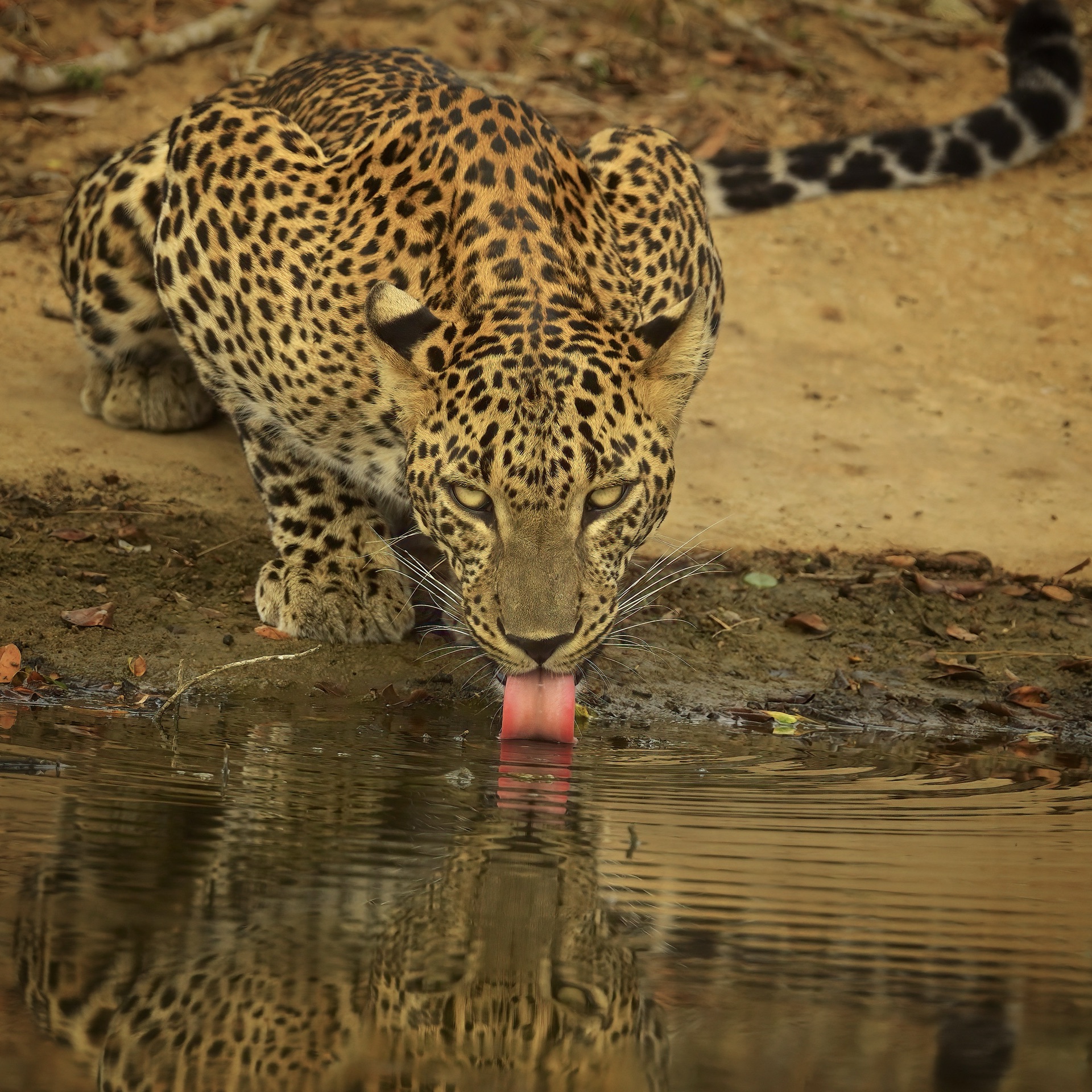 Yala wildlife