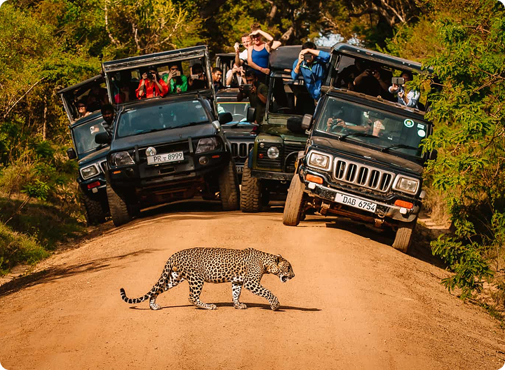 Yala National park Block 1