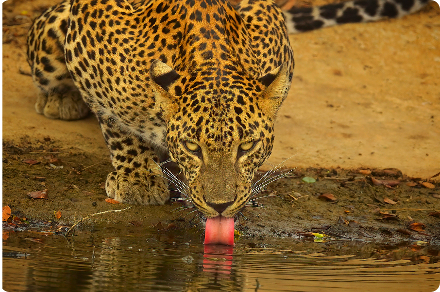 Leopard