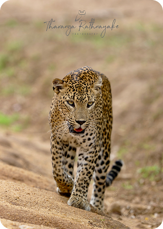 Leopard