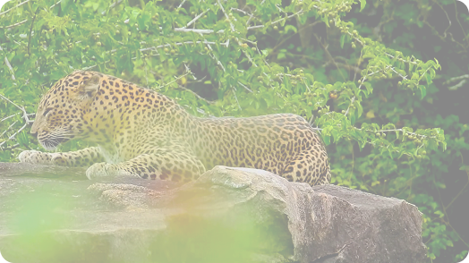 Yala wildlife