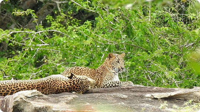 Yala scenery