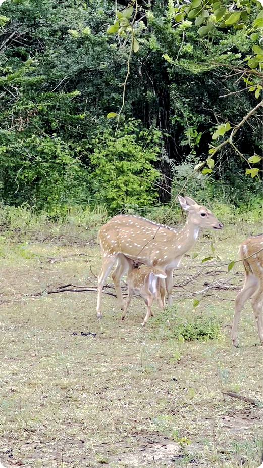 Yala wildlife